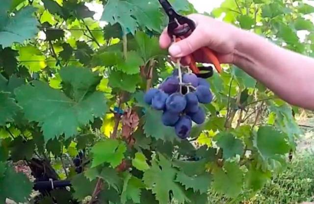 Grapes Ruslan