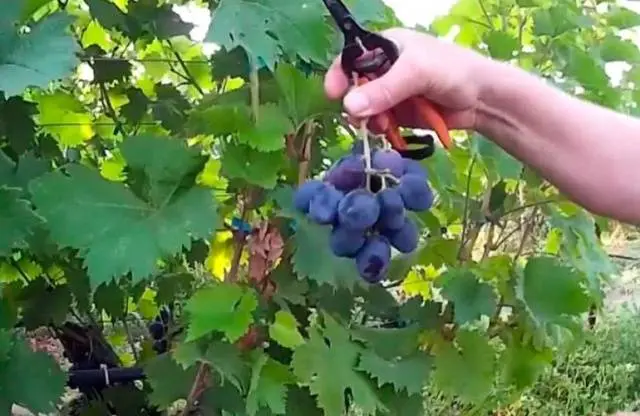 Grapes Ruslan