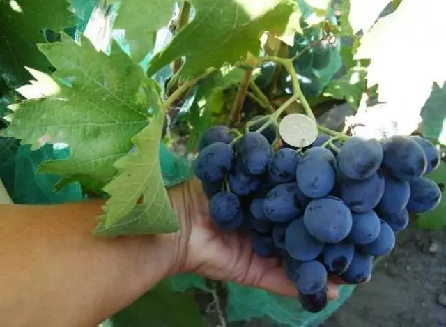 Grapes Ruslan