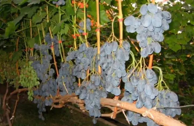 Grapes Ruslan