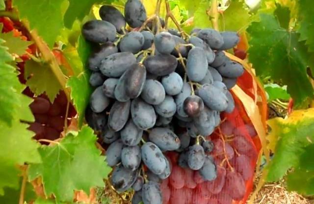 Grapes Ruslan