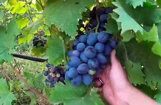 Grapes Ruslan