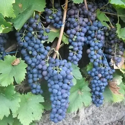 Grapes Saperavi