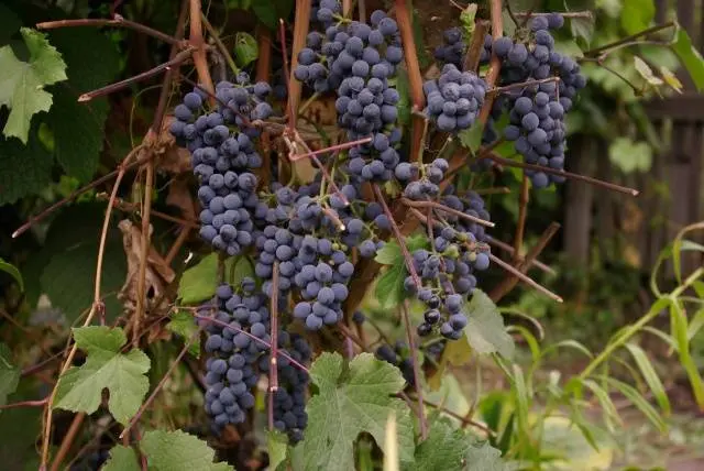 Grapes Saperavi