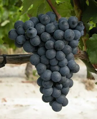 Grapes Saperavi