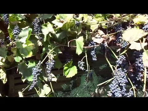 Grapes Saperavi