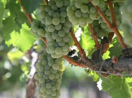 Grapes Sauvignon Blanc: variety description, photos, reviews