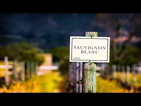 Grapes Sauvignon Blanc: variety description, photos, reviews