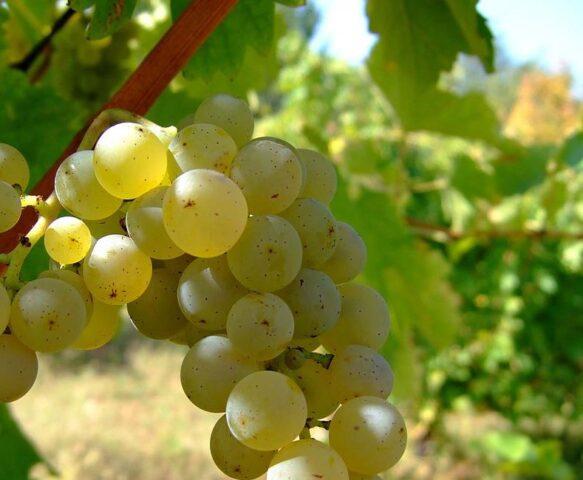 Grapes Sauvignon Blanc: variety description, photos, reviews