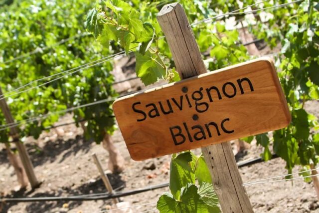 Grapes Sauvignon Blanc: variety description, photos, reviews