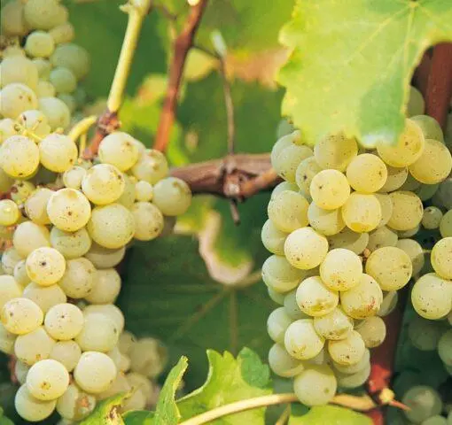 Grapes Sauvignon Blanc: variety description, photos, reviews