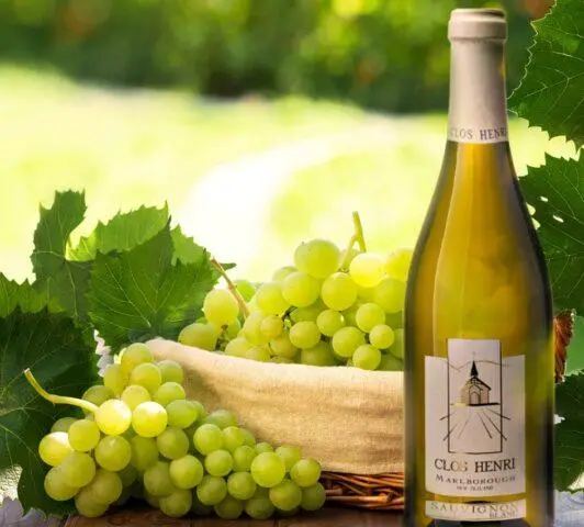 Grapes Sauvignon Blanc: variety description, photos, reviews