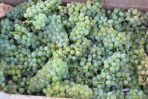 Grapes Sauvignon Blanc: variety description, photos, reviews