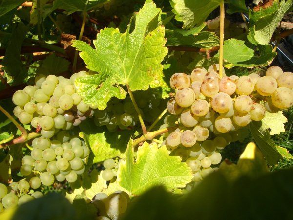 Grapes Sauvignon Blanc: variety description, photos, reviews