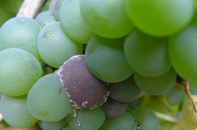 Grapes Sauvignon Blanc: variety description, photos, reviews