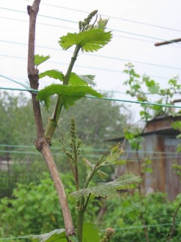 Grapes Senator: Pavlovsky, Burdak