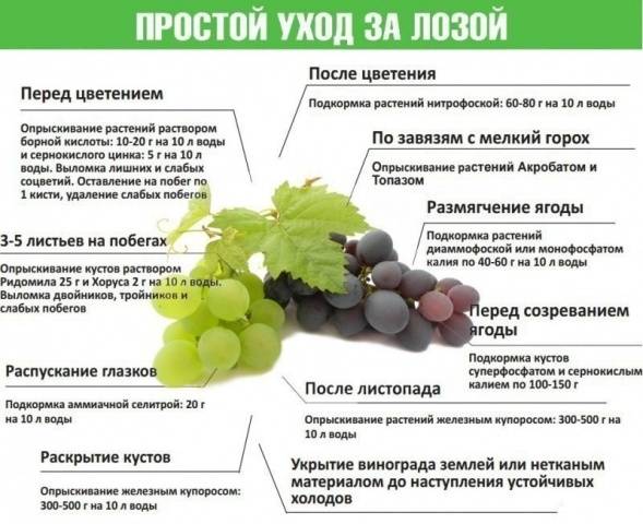 Grapes Senator: Pavlovsky, Burdak