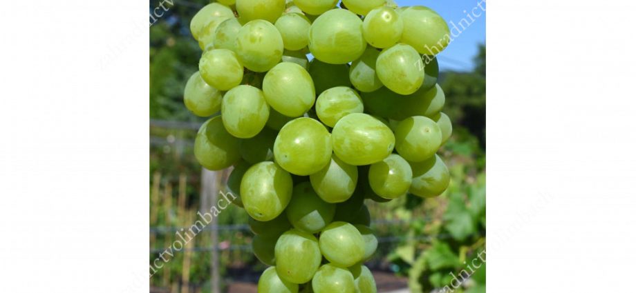 Grapes Super Extra