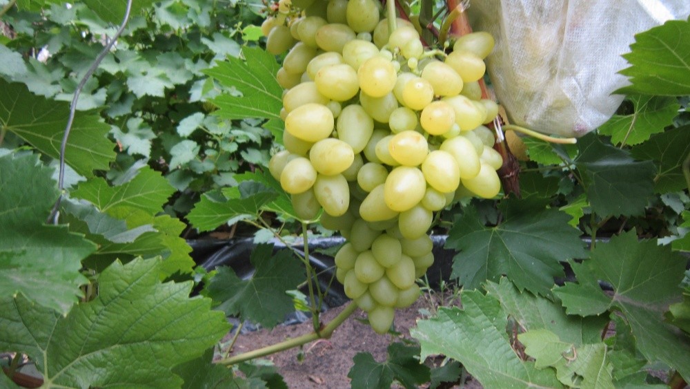 Grapes Super Extra: history, description, characteristics, pros and cons of the variety + characteristic features of cultivation