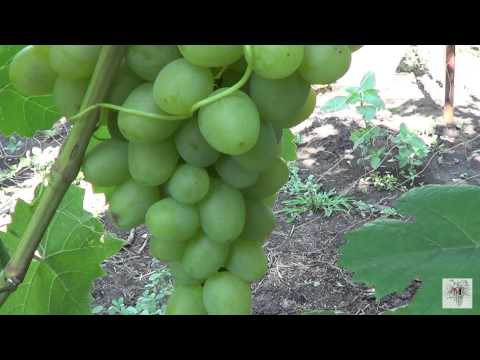 Grapes Super Extra: history, description, characteristics, pros and cons of the variety + characteristic features of cultivation