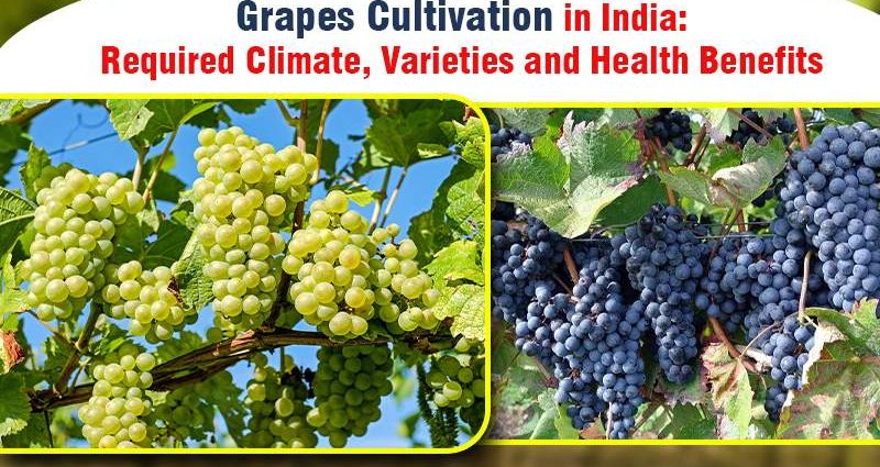 Grapes Super Extra: history, description, characteristics, pros and cons of the variety + characteristic features of cultivation