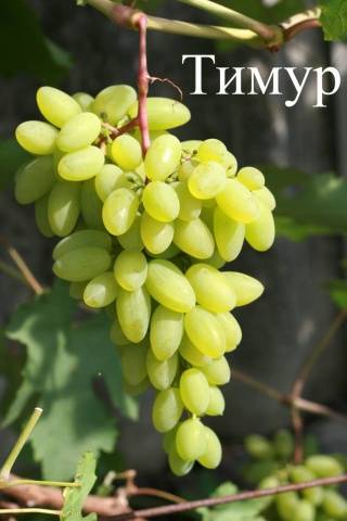 Grapes Timur