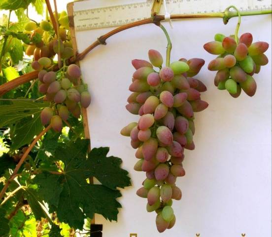 Grapes Timur