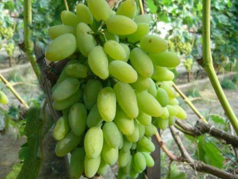 Grapes Timur