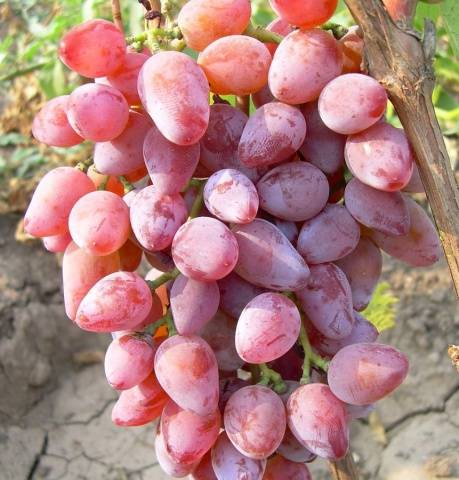 Grapes Timur