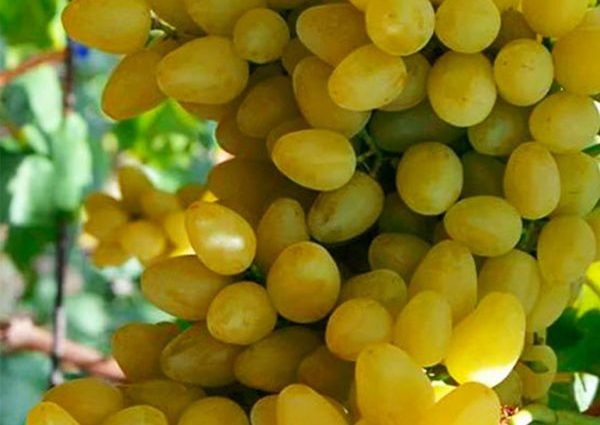 Grapes Timur