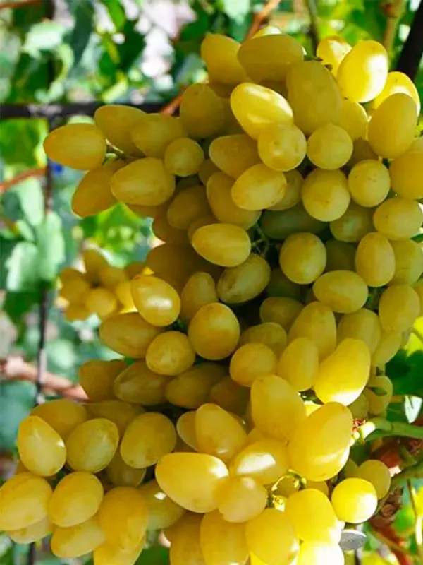 Grapes Timur