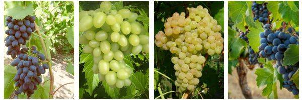 Grapes: varieties in alphabetical order with a photo