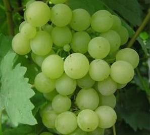 Grapes: varieties in alphabetical order with a photo