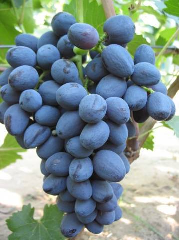 Grapes: varieties in alphabetical order with a photo