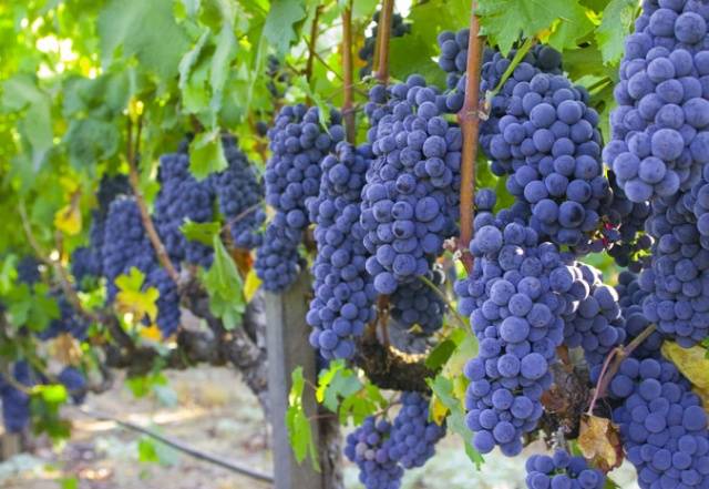 Grapes: varieties in alphabetical order with a photo