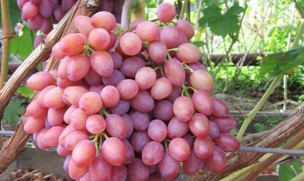 Grapes: varieties in alphabetical order with a photo