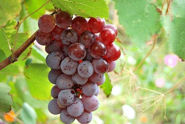 Grapes: varieties in alphabetical order with a photo