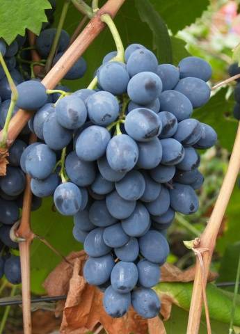 Grapes: varieties in alphabetical order with a photo