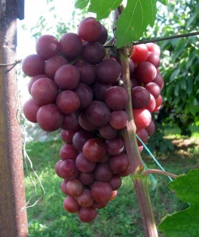 Grapes: varieties in alphabetical order with a photo