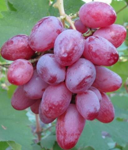 Grapes: varieties in alphabetical order with a photo