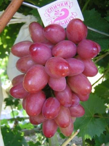 Grapes: varieties in alphabetical order with a photo