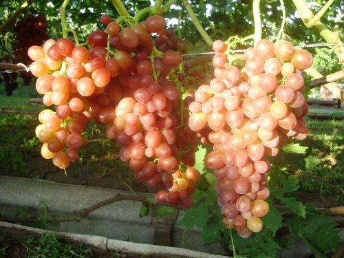 Grapes: varieties in alphabetical order with a photo