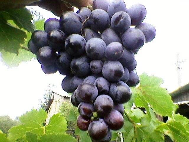 Grapes: varieties in alphabetical order with a photo