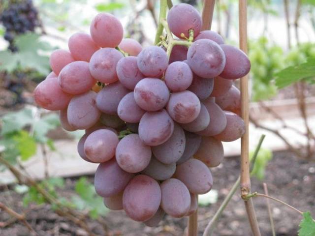 Grapes: varieties in alphabetical order with a photo