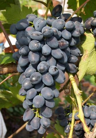 Grapes: varieties in alphabetical order with a photo