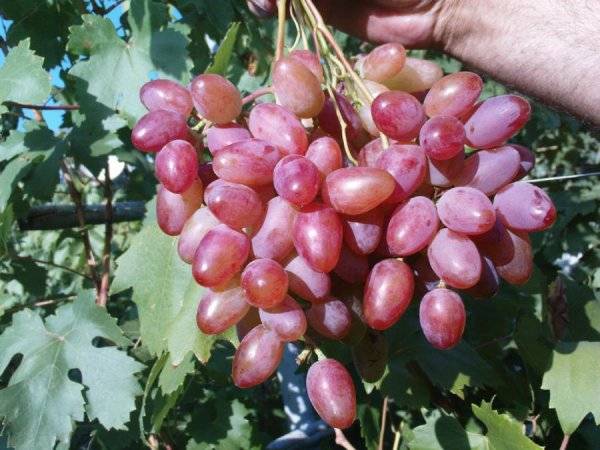 Grapes: varieties in alphabetical order with a photo