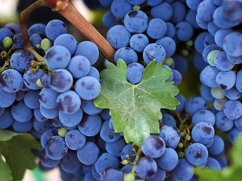 Grapes: varieties in alphabetical order with a photo