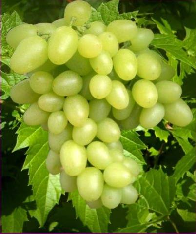 Grapes: varieties in alphabetical order with a photo