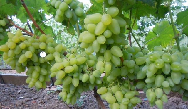 Grapes: varieties in alphabetical order with a photo