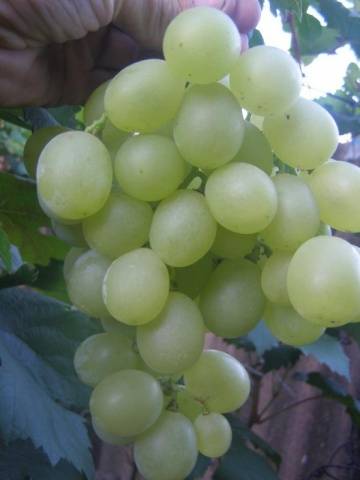 Grapes: varieties in alphabetical order with a photo